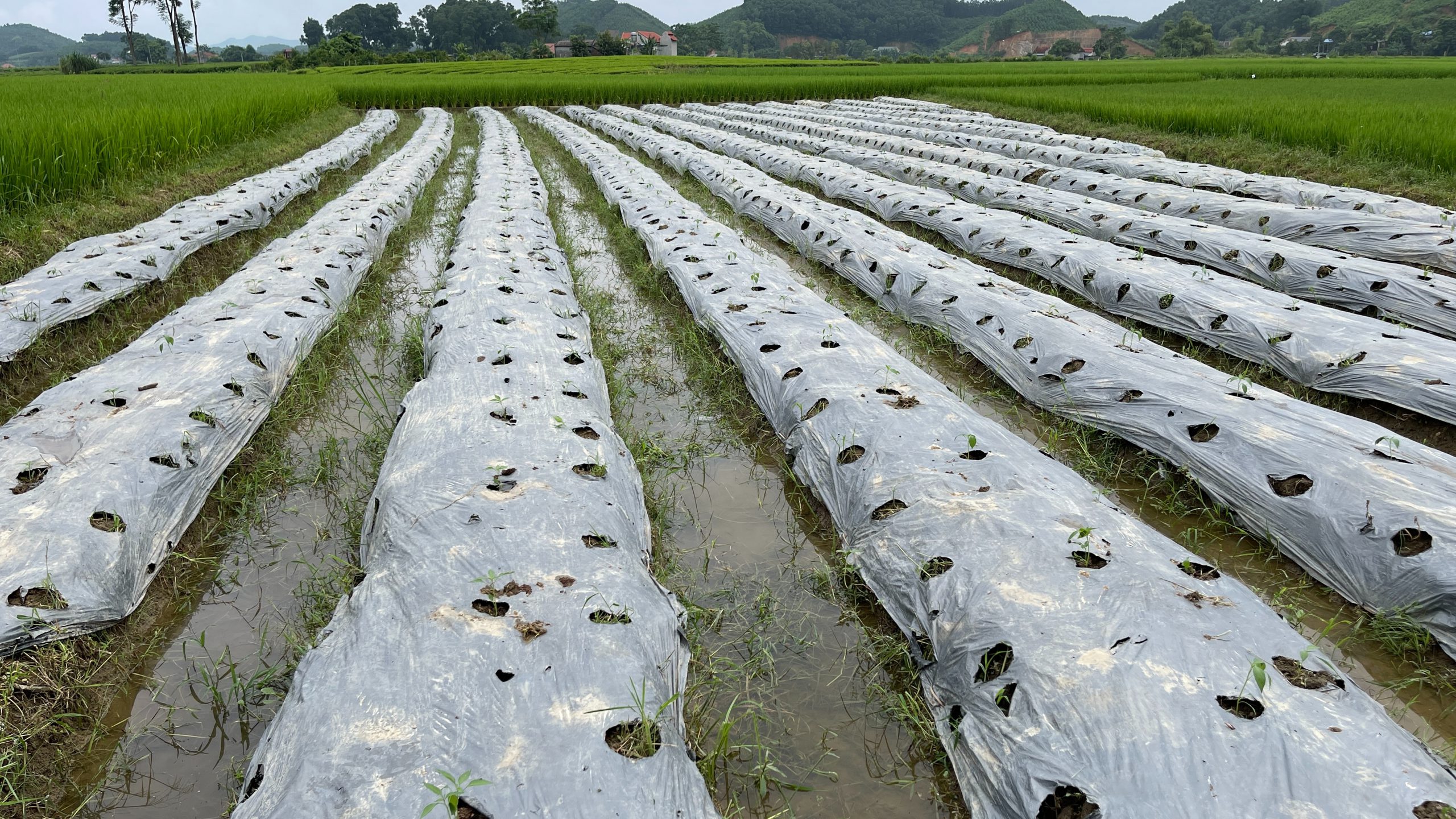 vùng nguyên liệu nông sản hữu cơ tại Thái Nguyên