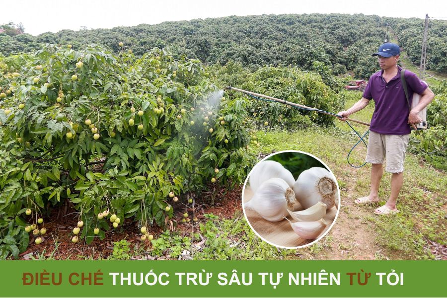 phòng sâu bệnh trong nông nghiệp hữu cơ